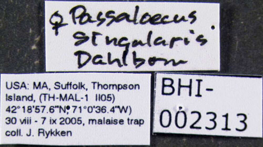 Image of Passaloecus singularis Dahlbom 1844