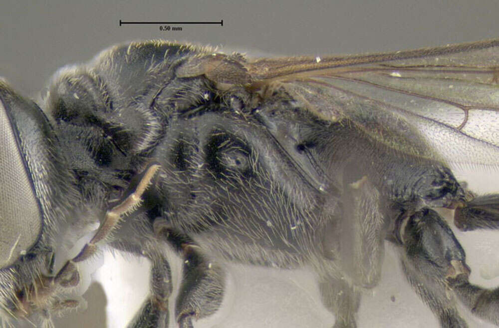 Image of Trypoxylon attenuatum F. Smith 1851