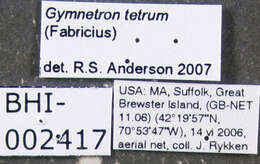 Image of Gymnetron tetrum