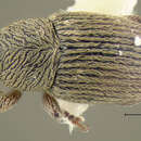 Image of Curculio cinerascens Marsham 1802