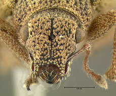 Imagem de <i>Strophosoma melanogrammus</i>