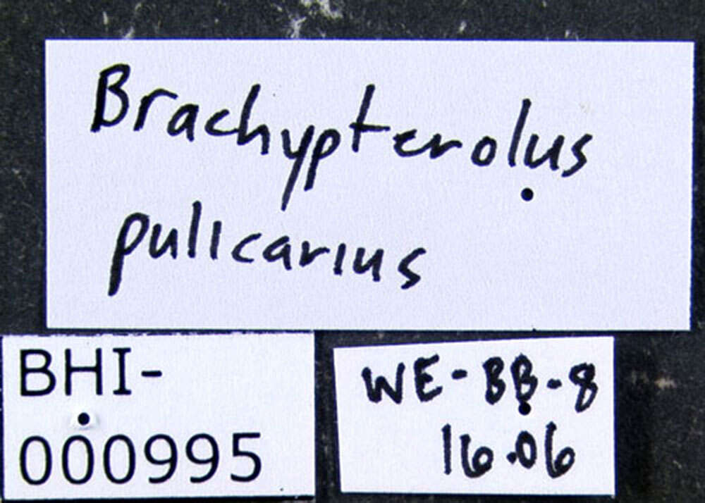 Image of Brachypterolus pulicarius (Linnaeus 1758)