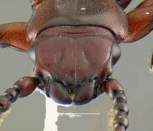 Image of parasitic flat bark beetles