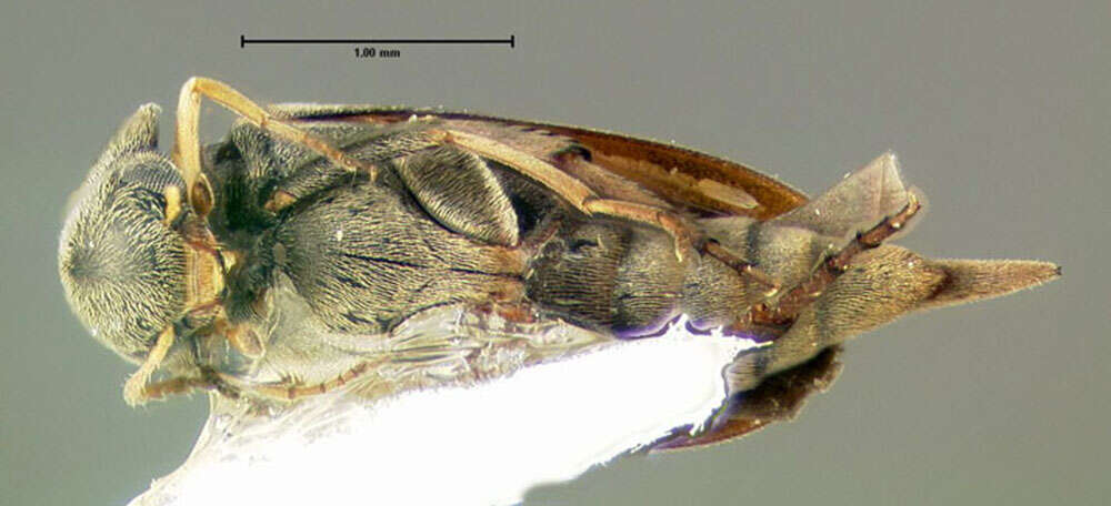 Plancia ëd Falsomordellistena pubescens (Fabricius 1798)