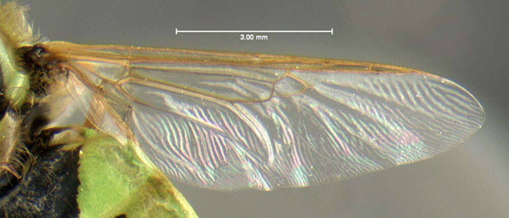 Image of Odontomyia cincta Olivier 1811