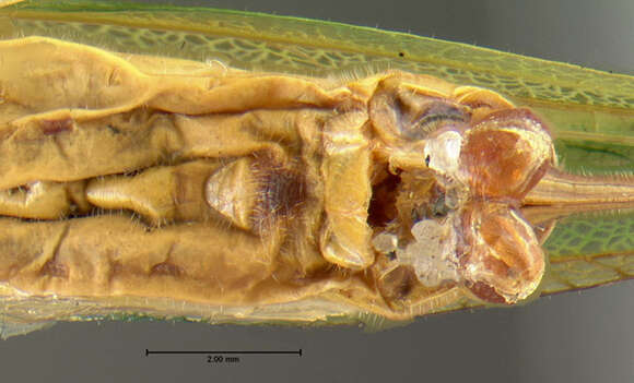 Image of Scudderia furcata furcata Brunner von Wattenwyl 1878