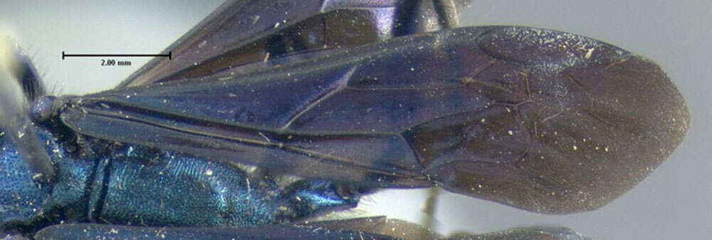 Image of Blue Mud Wasp