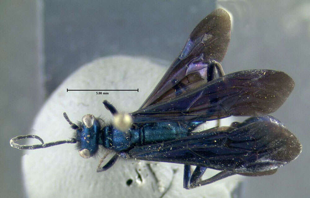 Image of Blue Mud Wasp