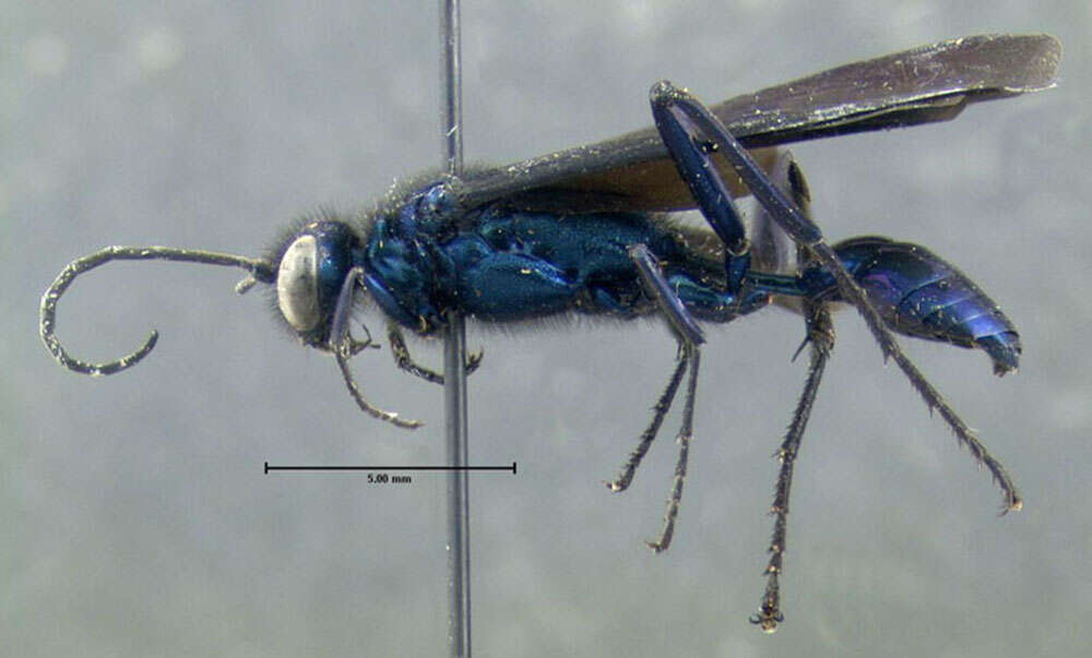 Image of Blue Mud Wasp