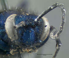 Image of Blue Mud Wasp