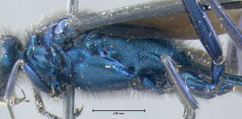 Image of Blue Mud Wasp