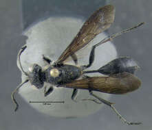 Image of Mud dauber