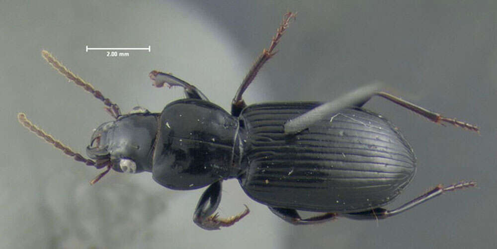 Image de Pterostichus (Lamenius) caudicalis (Say 1823)