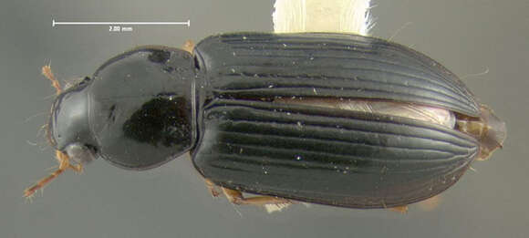 Plancia ëd Selenophorus (Selenophorus) hylacis (Say 1823)