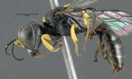 Image of Crossocerus impressifrons (F. Smith 1856)