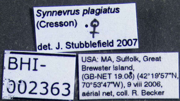 Image of Nysson plagiatus Cresson 1882