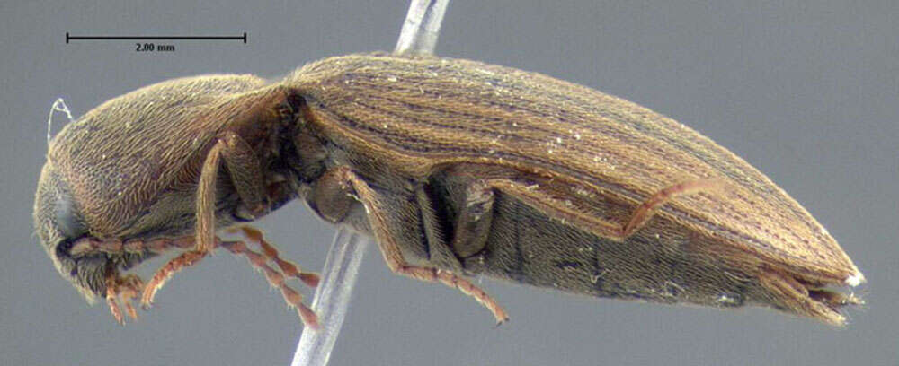 Image of Lined Click Beetle