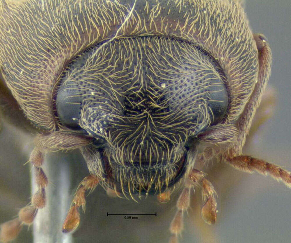 Image of Lined Click Beetle