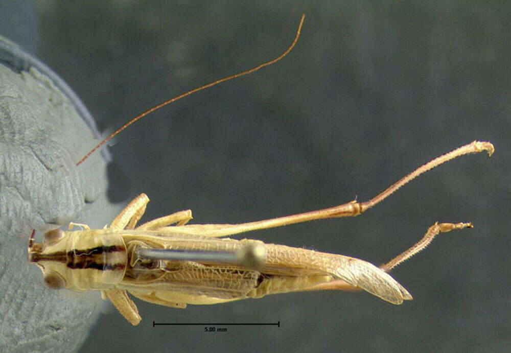 Image of Slender Meadow Katydid