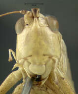 Image of Slender Meadow Katydid