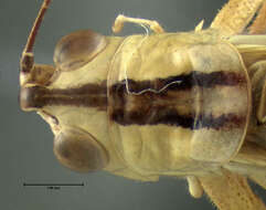 Image of Slender Meadow Katydid