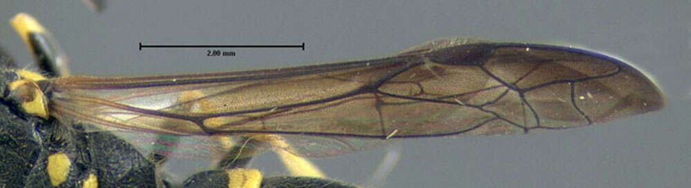 Sivun Ancistrocerus adiabatus (de Saussure 1853) kuva