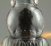 Imagem de Selenophorus (Selenophorus) hylacis (Say 1823)