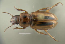 Imagem de Stenolophus (Agonoderus) lineola (Fabricius 1775)