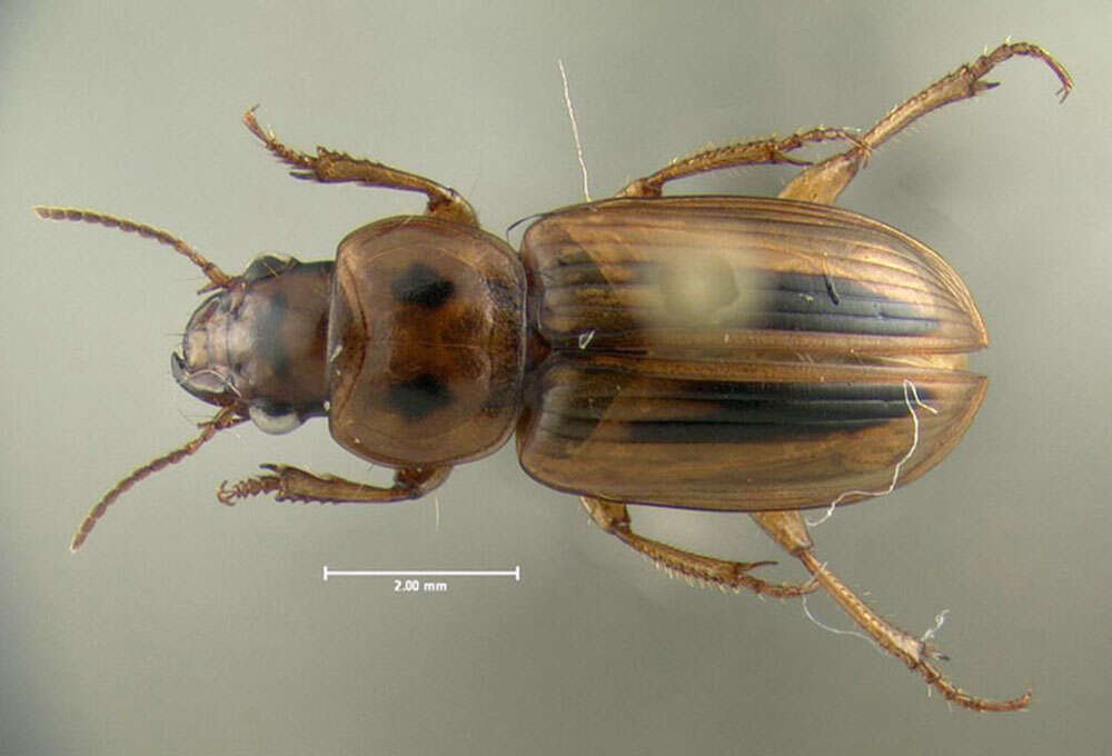 Imagem de Stenolophus (Agonoderus) lineola (Fabricius 1775)