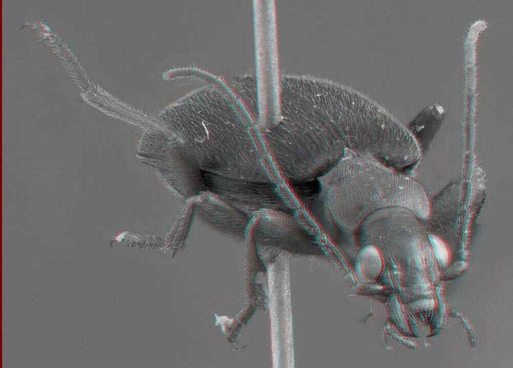 Sivun Brachinus (Neobrachinus) vulcanoides Erwin 1969 kuva