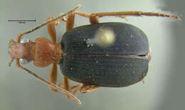 Sivun Brachinus (Neobrachinus) vulcanoides Erwin 1969 kuva