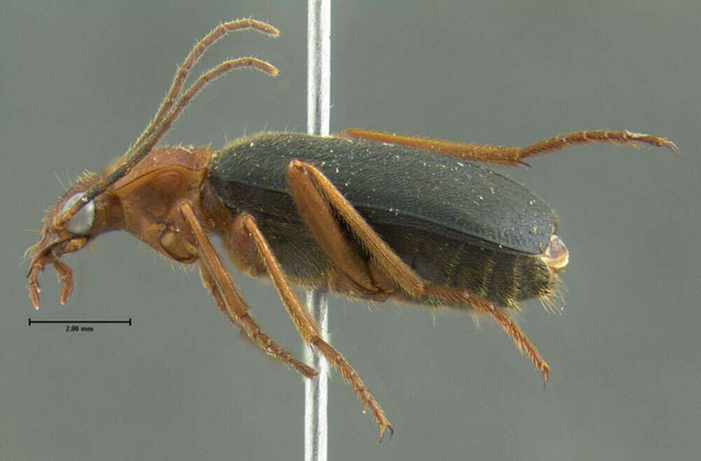 Sivun Brachinus (Neobrachinus) vulcanoides Erwin 1969 kuva