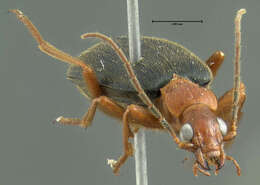 Sivun Brachinus (Neobrachinus) vulcanoides Erwin 1969 kuva