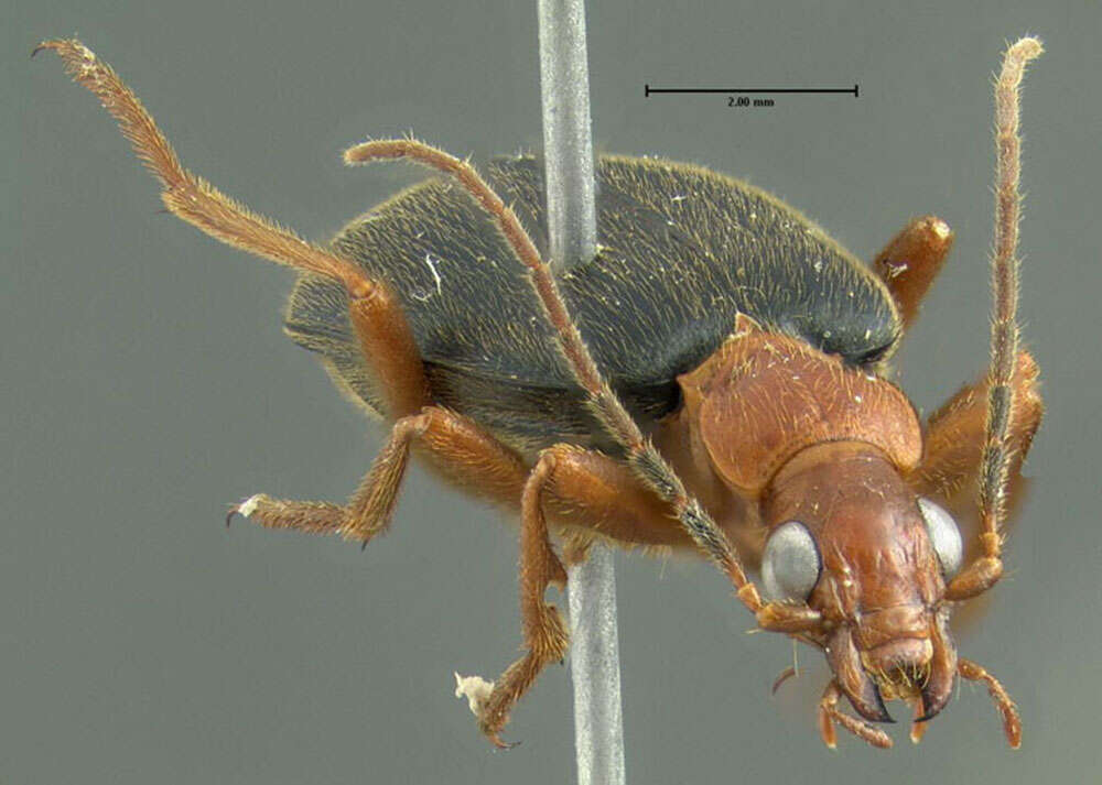 Sivun Brachinus (Neobrachinus) vulcanoides Erwin 1969 kuva