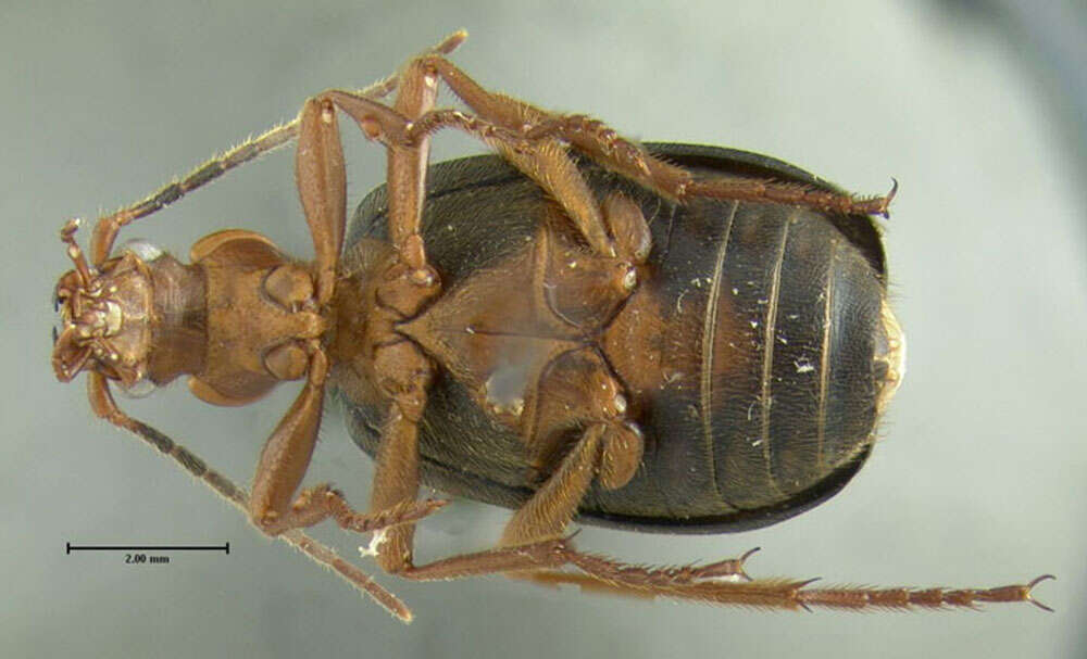 Sivun Brachinus (Neobrachinus) vulcanoides Erwin 1969 kuva