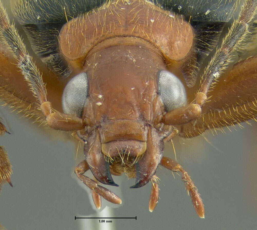 Sivun Brachinus (Neobrachinus) vulcanoides Erwin 1969 kuva