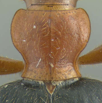 Sivun Brachinus (Neobrachinus) vulcanoides Erwin 1969 kuva