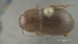 Image of Amara (Bradytus) exarata Dejean 1828