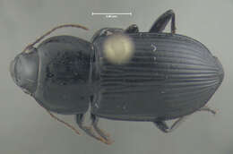 Anisodactylus (Anisodactylus) harrisii Le Conte 1863的圖片