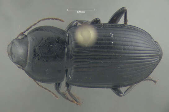 Image of Anisodactylus (Anisodactylus) harrisii Le Conte 1863