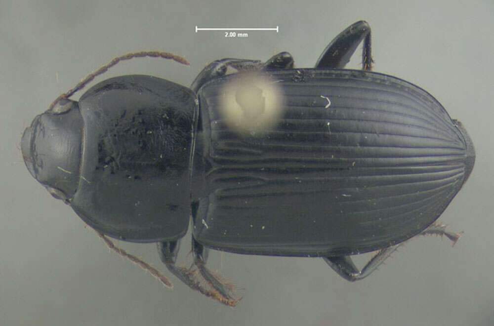 Anisodactylus (Anisodactylus) harrisii Le Conte 1863 resmi