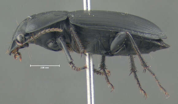 Image of Anisodactylus (Anisodactylus) harrisii Le Conte 1863