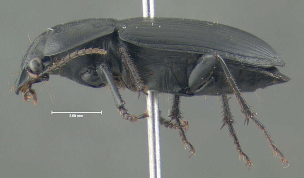 Anisodactylus (Anisodactylus) harrisii Le Conte 1863 resmi