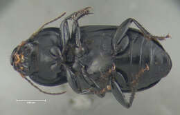 Anisodactylus (Anisodactylus) harrisii Le Conte 1863 resmi