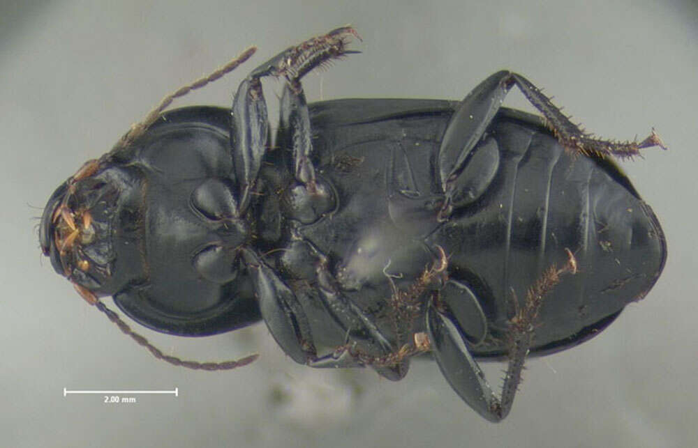 Anisodactylus (Anisodactylus) harrisii Le Conte 1863的圖片