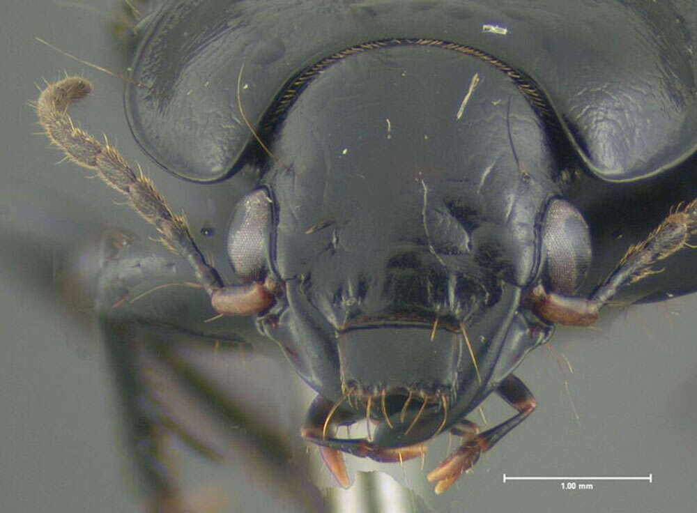 Anisodactylus (Anisodactylus) harrisii Le Conte 1863的圖片