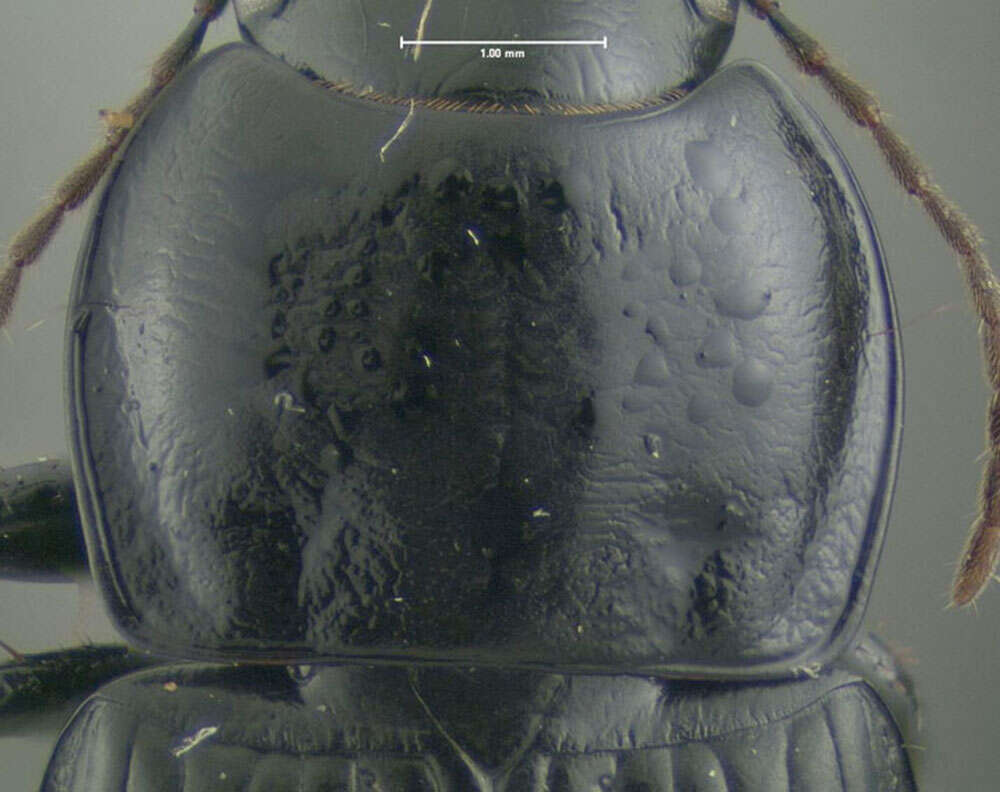 Anisodactylus (Anisodactylus) harrisii Le Conte 1863 resmi