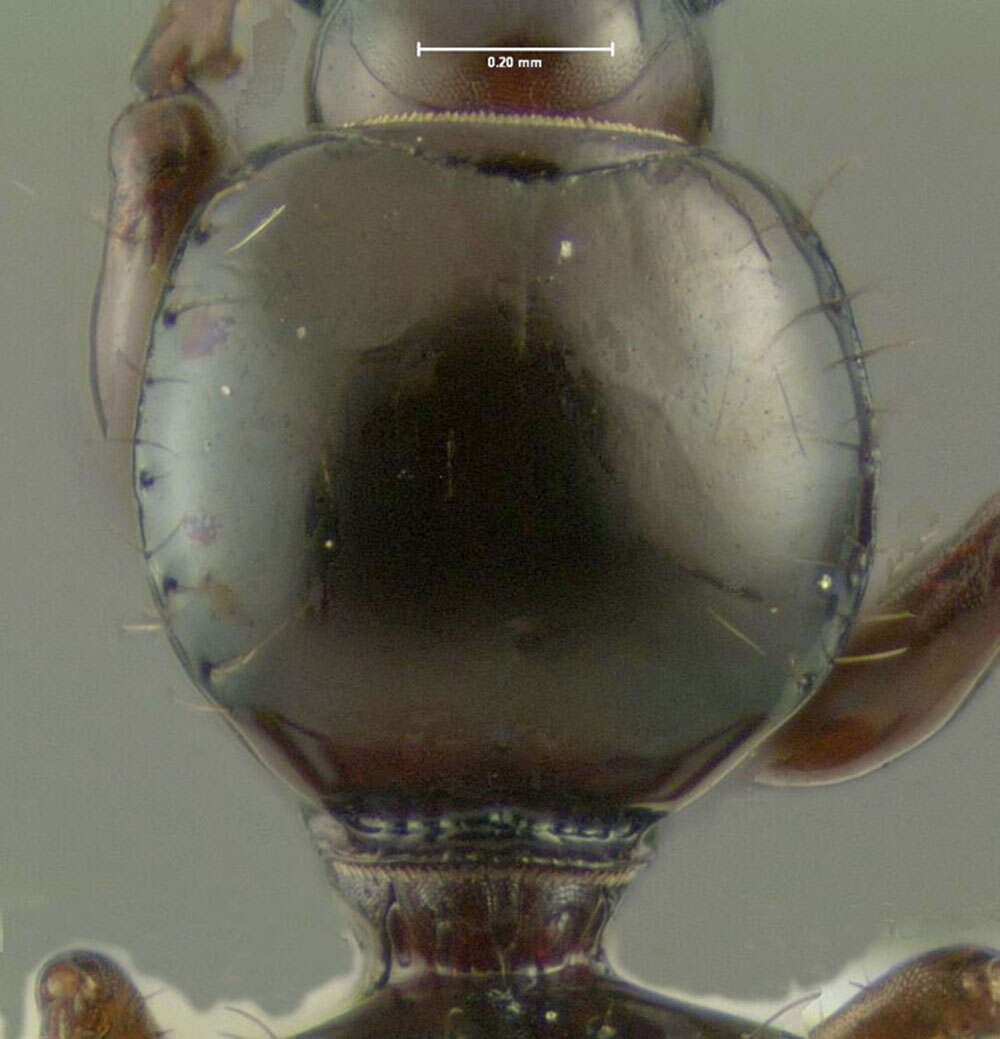 Image de Dyschirius (Dyschiriodes) setosus Le Conte 1857