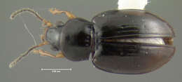 Image of Elaphropus (Barytachys) xanthopus (Dejean 1831)