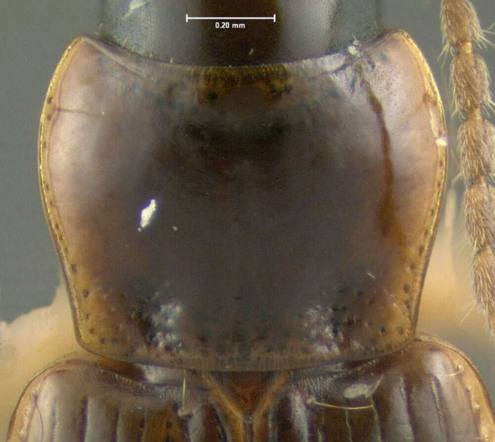 Image of Philodes (Goniolophus) rectangulus (Chaudoir 1868)